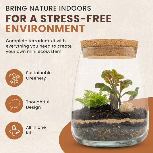 Terrarium DIY Kit with Fittonia & Fern Home Office Decor