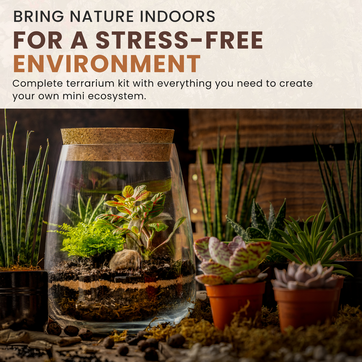 Terrarium DIY Kit with Fittonia & Fern Home Office Decor