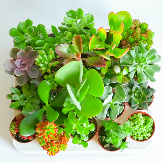 Live Mixed Succulent Plants Indoor Open Terrariums in 5.5cm Pots
