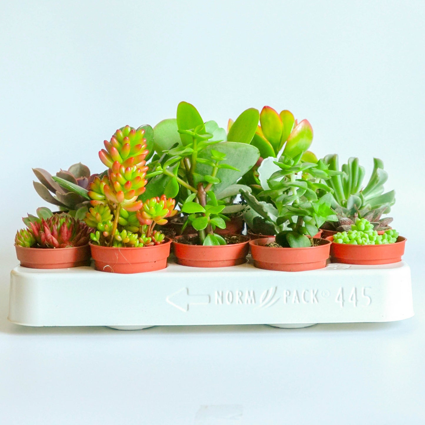 Live Mixed Succulent Plants Indoor Open Terrariums in 5.5cm Pots