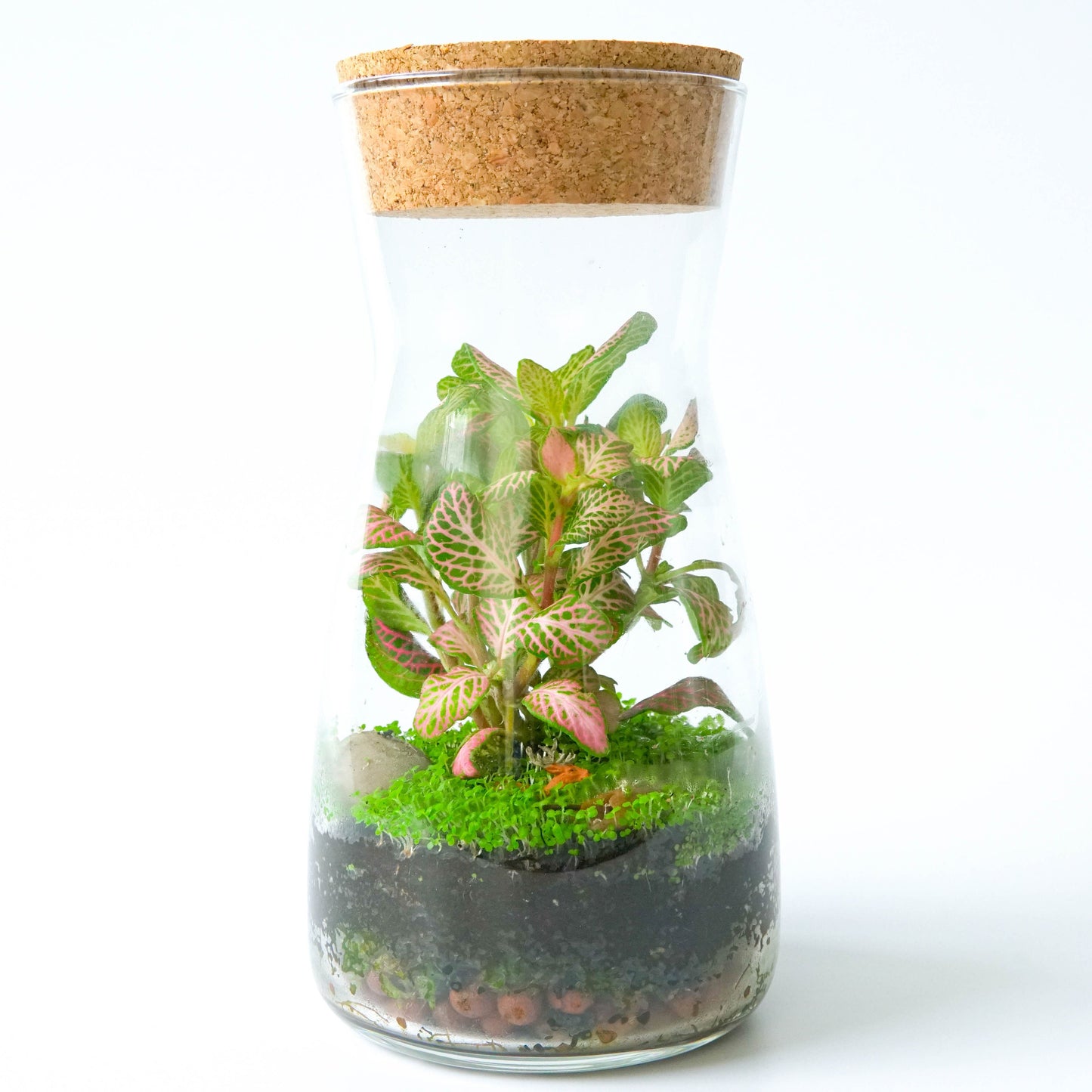 Terrarium DIY Kit with Cork Lid & Optional Fittonia Home Office Decor