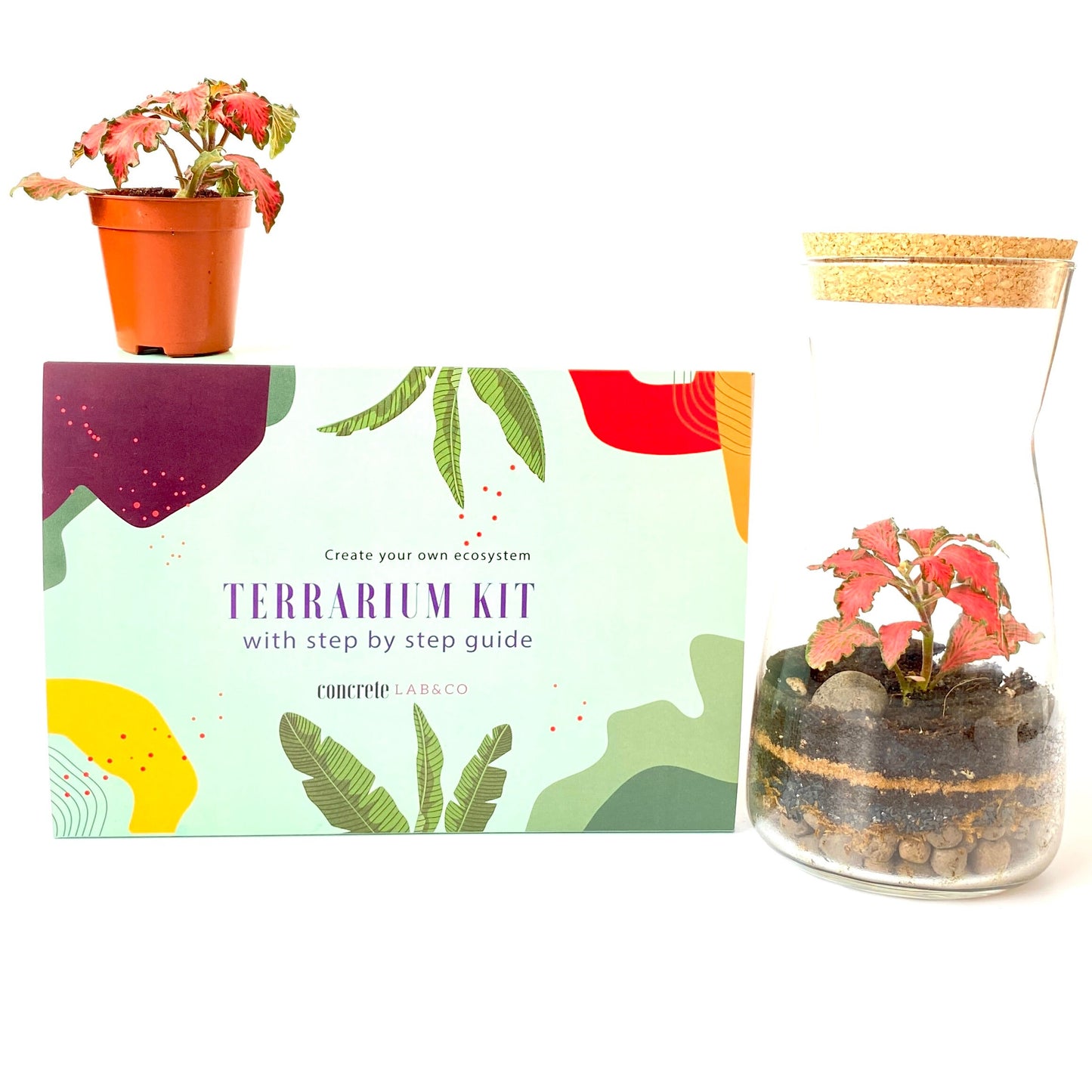 Terrarium DIY Kit with Cork Lid & Optional Fittonia Home Office Decor