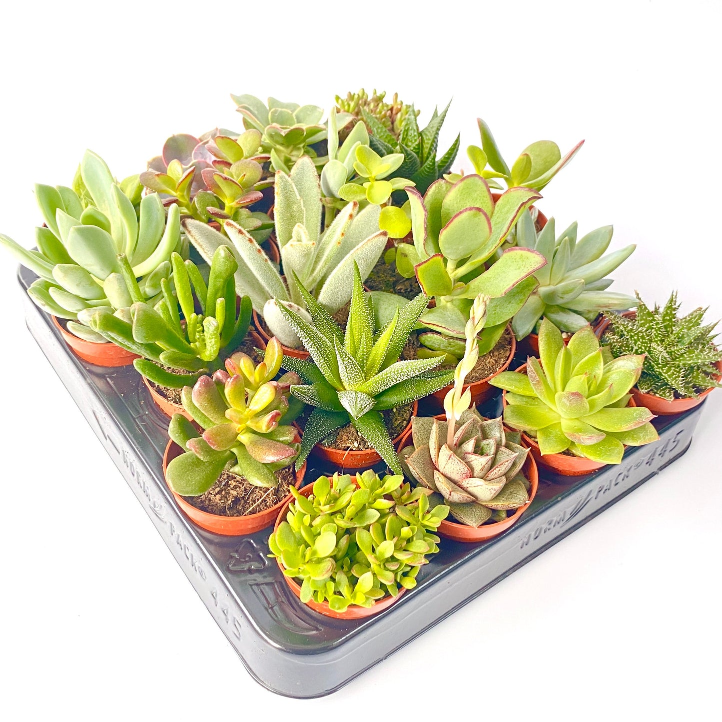 Live Mixed Succulent Plants Indoor Open Terrariums in 5.5cm Pots