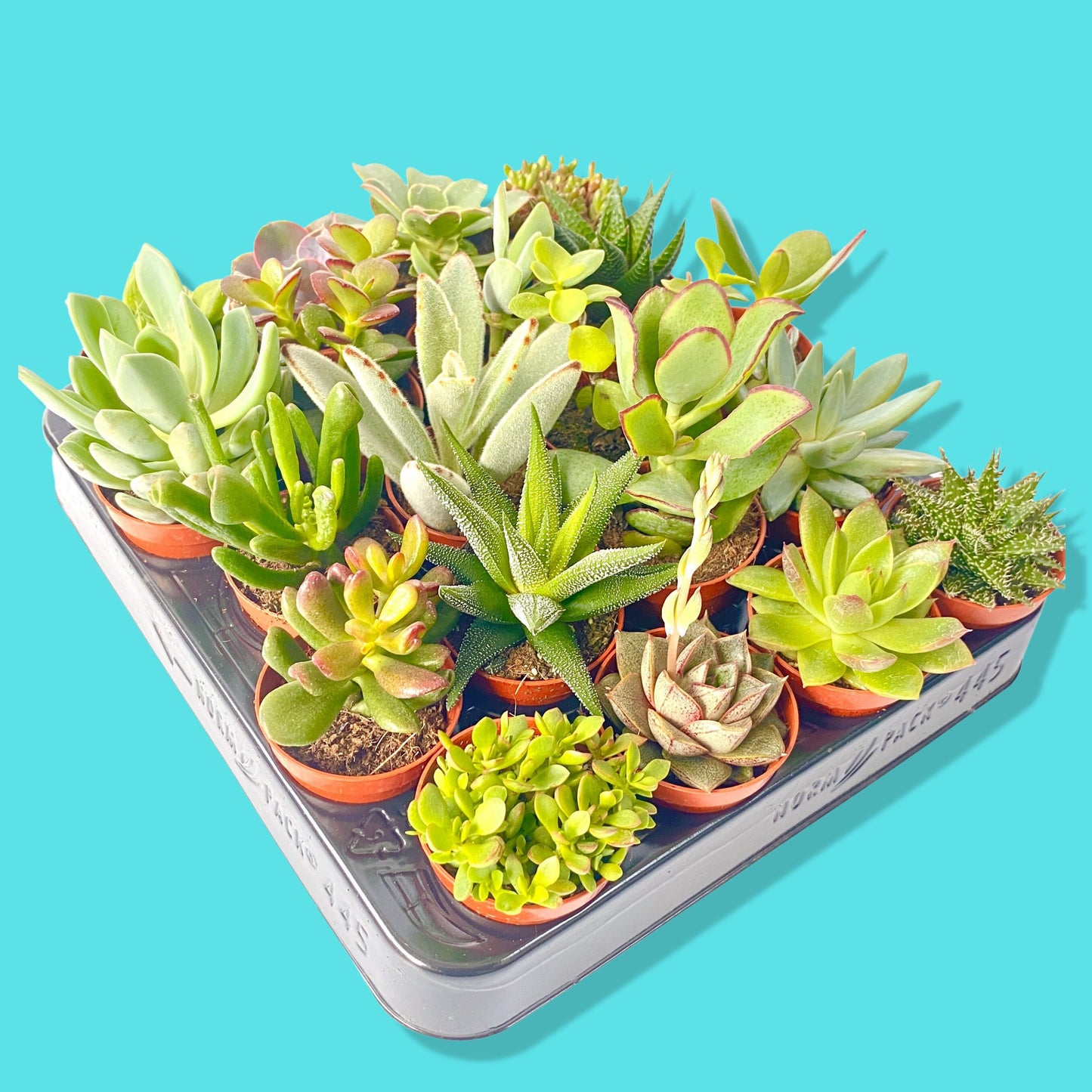 Live Mixed Succulent Plants Indoor Open Terrariums in 5.5cm Pots