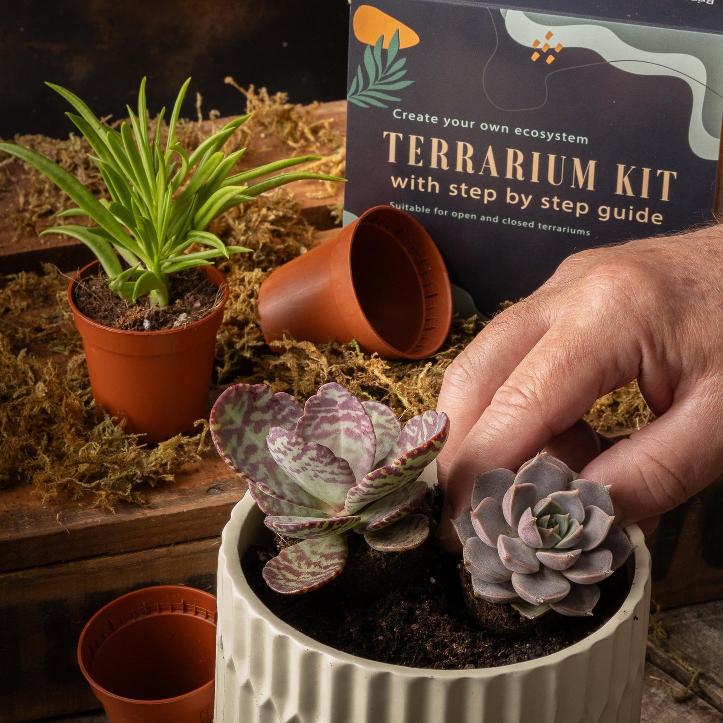 DIY Terrarium kit For Succulents Cacti Bonsai Plants Step by Step Guide