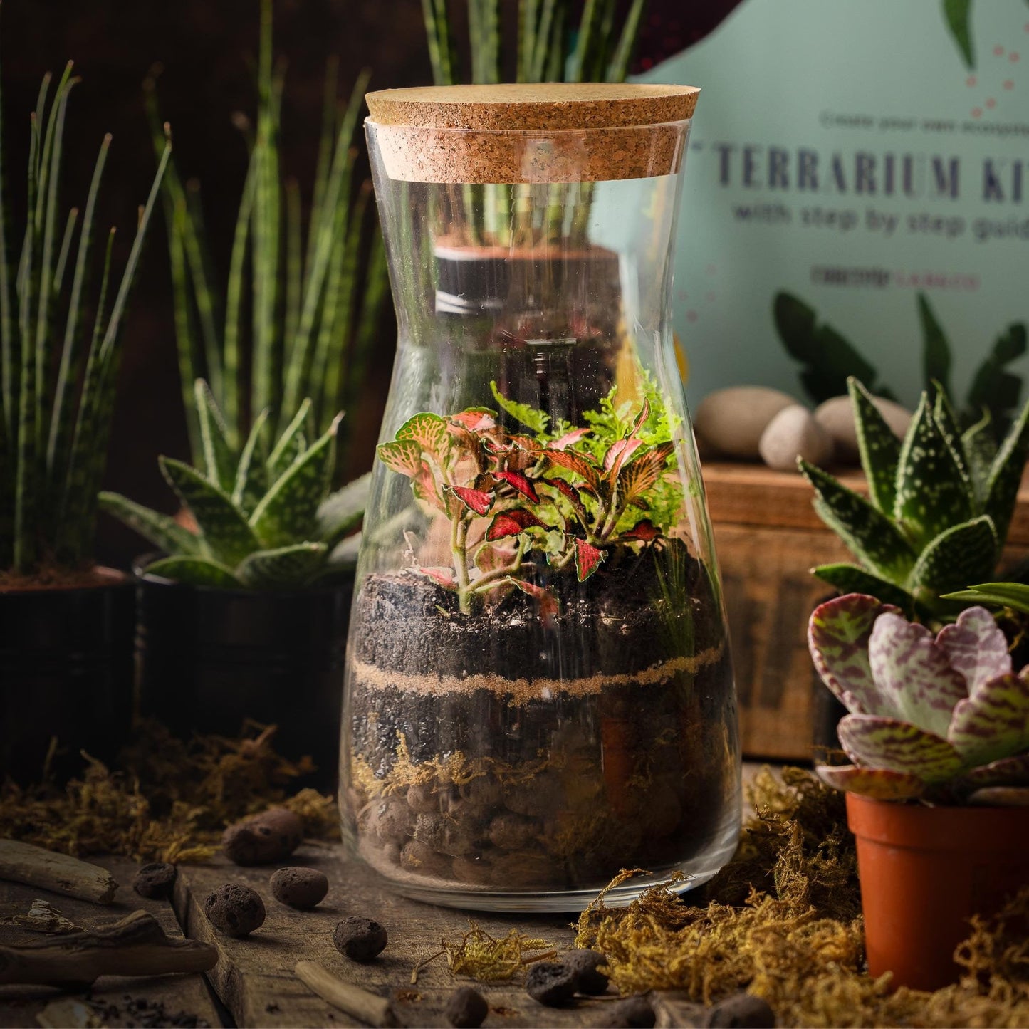 Terrarium DIY Kit with Cork Lid & Optional Fittonia Home Office Decor
