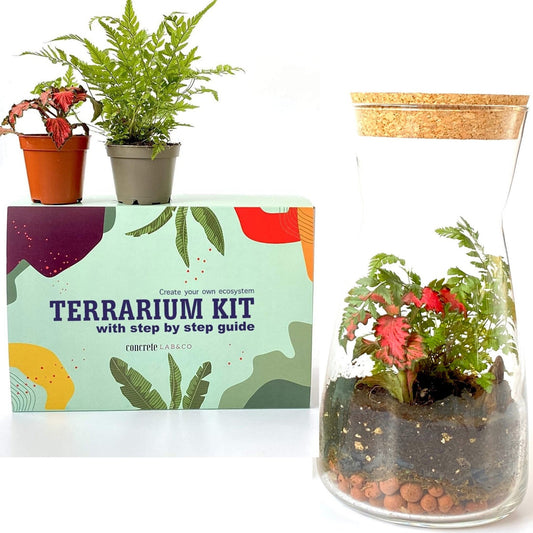 Terrarium DIY Kit with Cork Lid & Optional Fittonia Home Office Decor