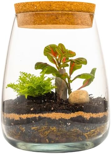 Terrarium DIY Kit with Fittonia & Fern Home Office Decor