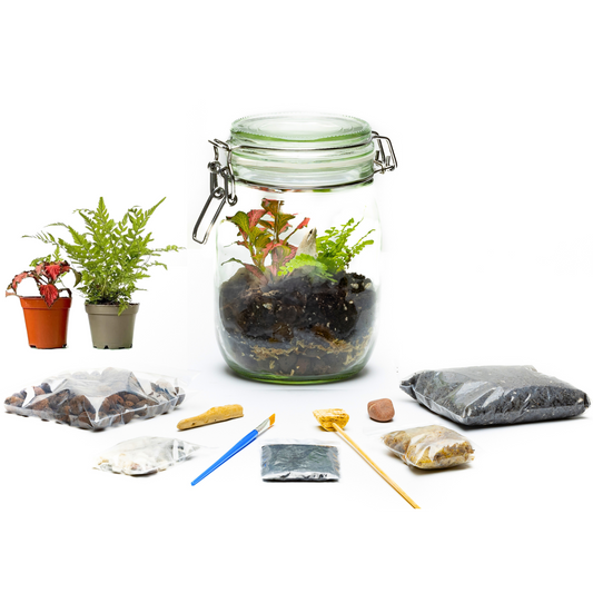 DIY Terrarium Kit – Plants & Glassware Gift Idea