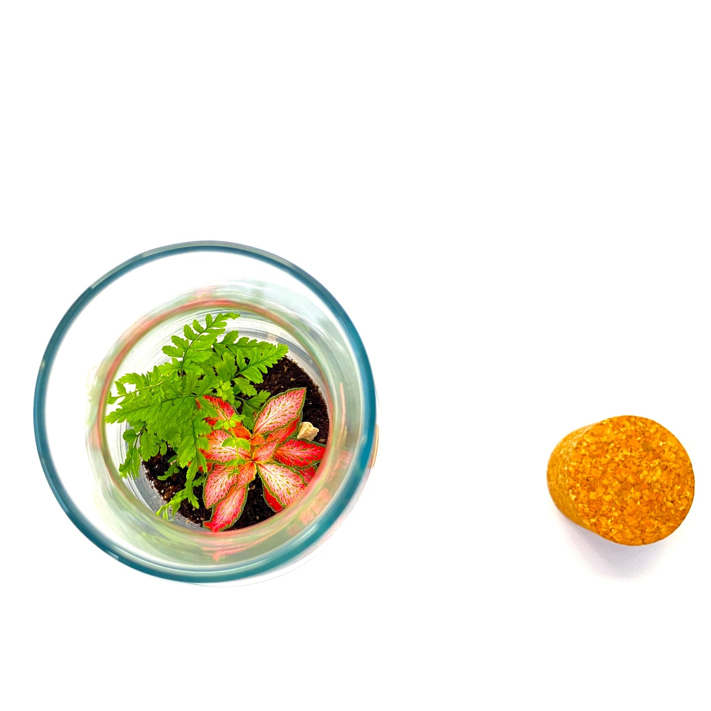 Terrarium Kit with Glass Container and Cork Lid