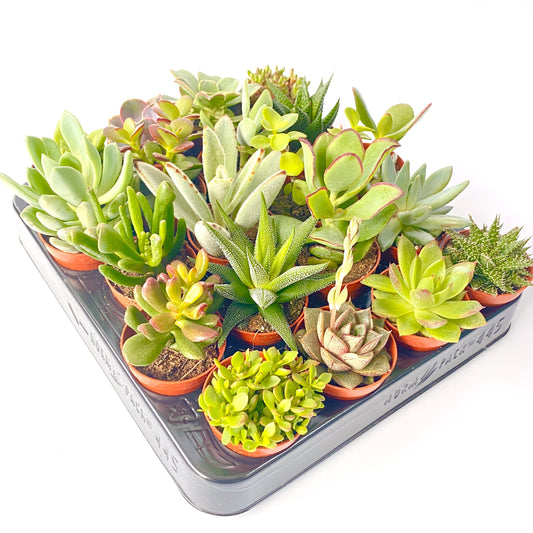 Live Mixed Succulent Plants Indoor Open Terrariums in 5.5cm Pots