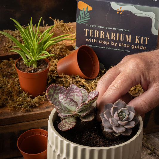 DIY Terrarium kit For Succulents Cacti Bonsai Plants Step by Step Guide