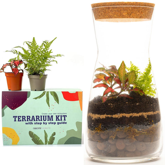 Terrarium DIY Kit with Cork Lid & Optional Fittonia Home Office Decor